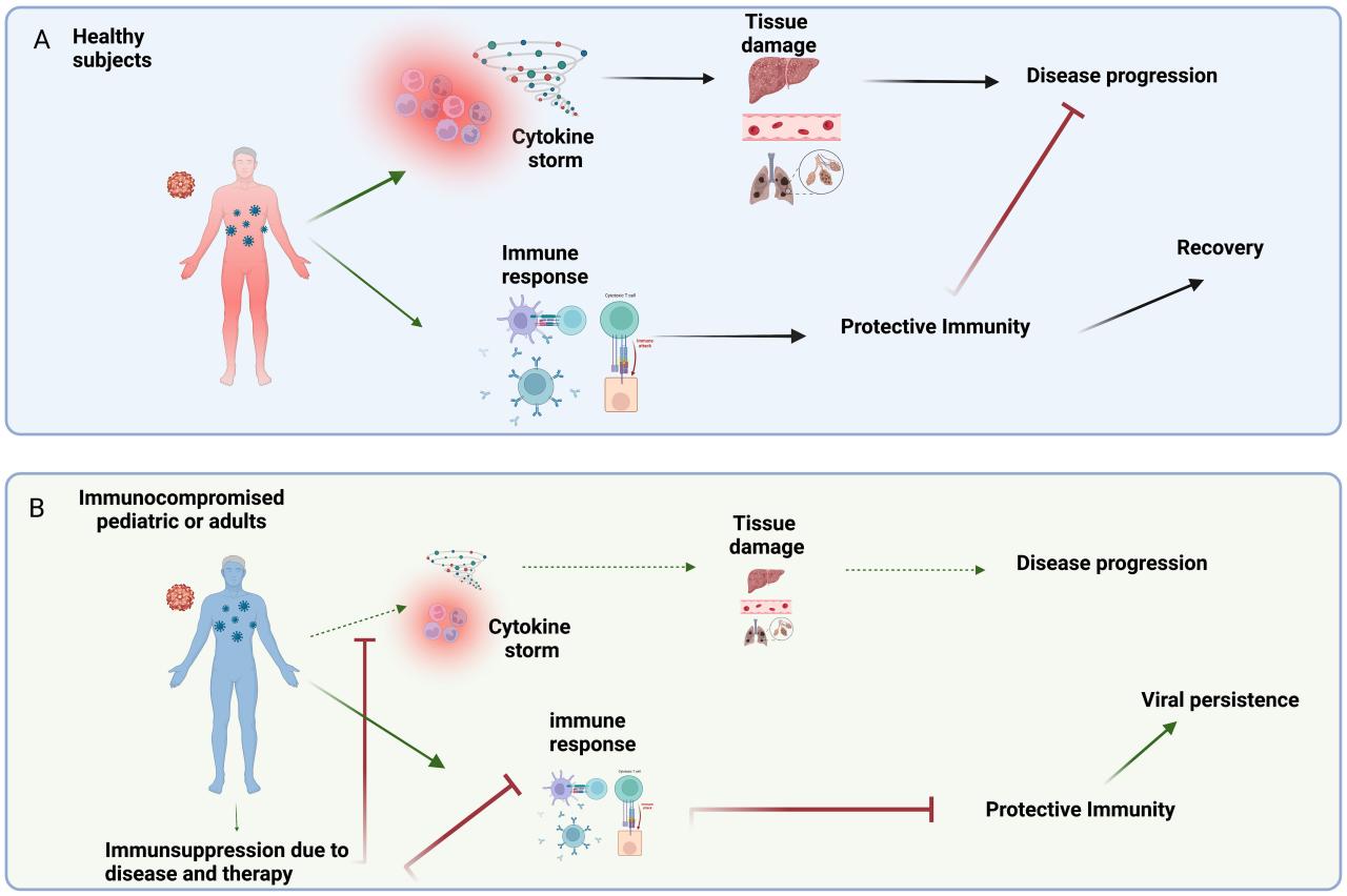 Immunosuppression And Malignant Neoplasms: Risk-Benefit – VGCZ Immunosuppression And Malignant Neoplasms: Risk-Benefit – VGCZ